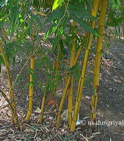 Bambusa Vulgaris (Introduced) – EFlora Of India